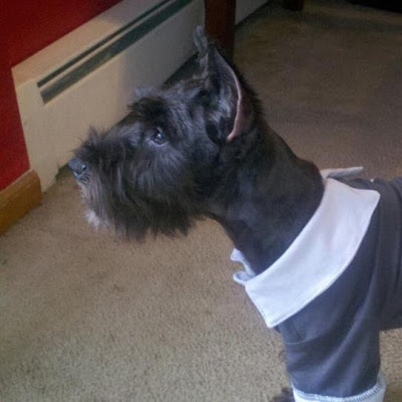 Meet your Posher, Paulina - Picture 1 of 1